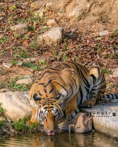 Tadoba Andhari Tiger Reserve Tigress Babli in its Habitat 